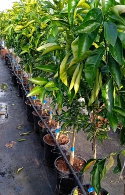 JARDINTROPIC - Citrus sinensis var.navelate (orange la meilleure tout simplement) pot de 9 litres -140/160 cm