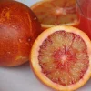 JARDINTROPIC - Citrus sinensis var.sanguine ou sanguinelli (orange sanguine) pot de 4 litres - 30/50 cm