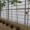 JARDINTROPIC - Delonix regia (flamboyant) pot de 8l - 160/180cm