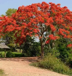 JARDINTROPIC - Delonix regia (flamboyant) pot de 25l -200cm