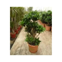 JARDINTROPIC - Dracaena deremensis 'compacta' (dragonnier) pot de 65l - groupe - 140/160cm