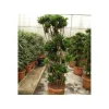JARDINTROPIC - Dracaena deremensis 'compacta' (dragonnier) pot de 65l - groupe -150/175cm