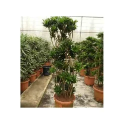 JARDINTROPIC - Dracaena deremensis 'compacta' (dragonnier) pot de 65l - groupe -150/175cm