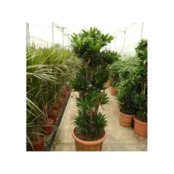 JARDINTROPIC - Dracaena deremensis 'compacta' (dragonnier) pot de 65l - groupe -150/175cm