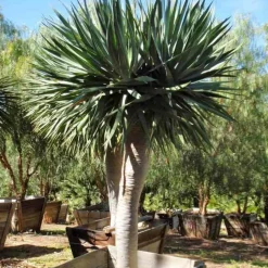 JARDINTROPIC - Dracaena draco (dragonnier des canaris) pot de 250l 200/250cm