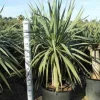 JARDINTROPIC - Dracaena draco (dragonnier des canaris) pot de 80l - tronc de 50/60 cm - 125/150cm