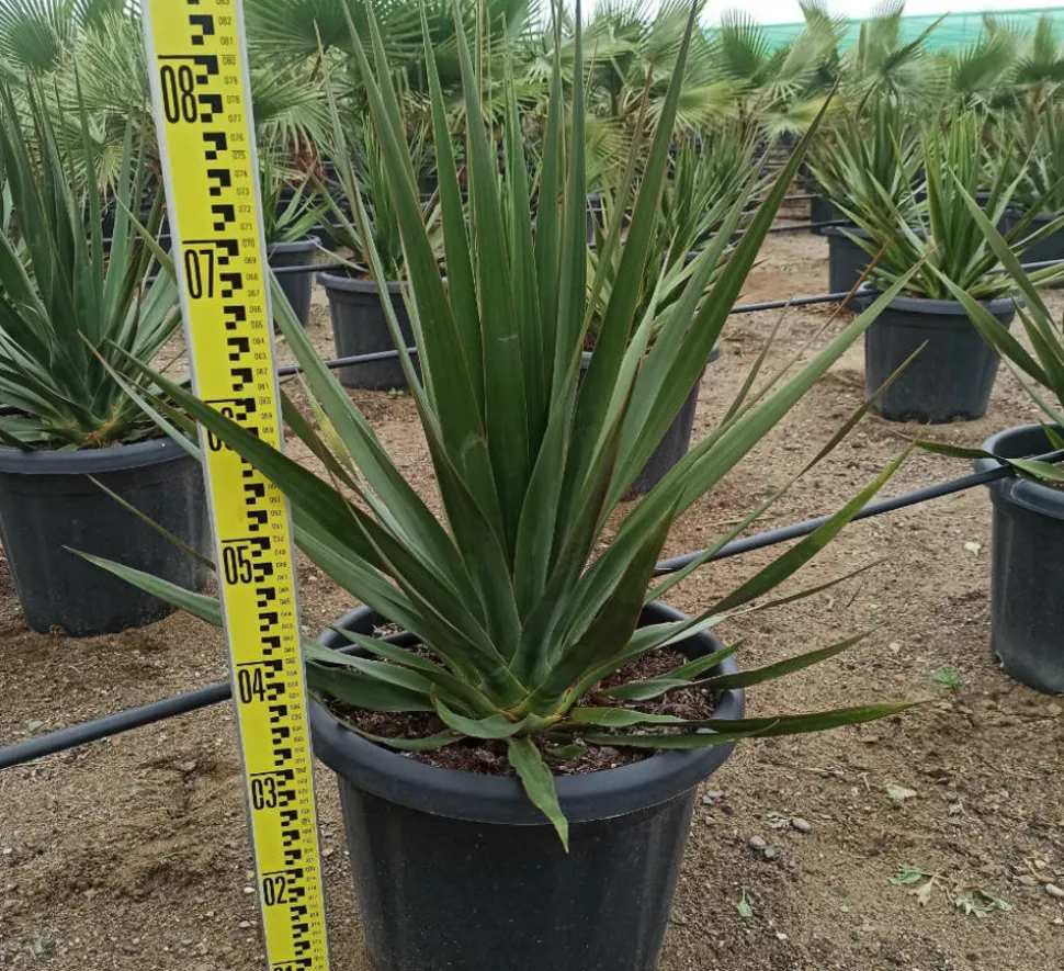 JARDINTROPIC - Dracaena draco (dragonnier des canaris) pot de 80l - tronc de 50/60 cm - 125/150cm