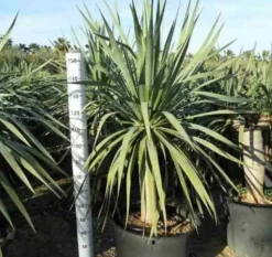JARDINTROPIC - Dracaena draco (dragonnier des canaris) pot de 25l - 80/100cm