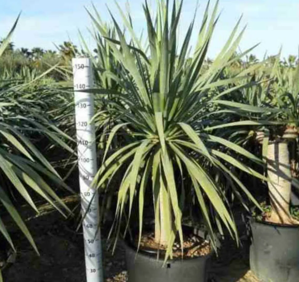 JARDINTROPIC - Dracaena draco (dragonnier des canaris) pot de 25l - 80/100cm