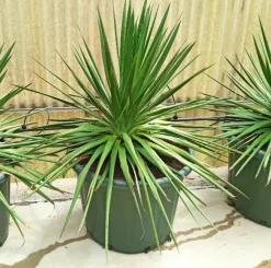 JARDINTROPIC - Dracaena draco (dragonnier des canaris) pot de 180l 175/200cm