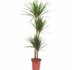 JARDINTROPIC - Dracaena marginata 'vert' (dragonnier) pot de 6l - 4 pieds - 110/130cm
