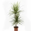JARDINTROPIC - Dracaena marginata 'vert' (dragonnier) pot de 25l- 125/150cm
