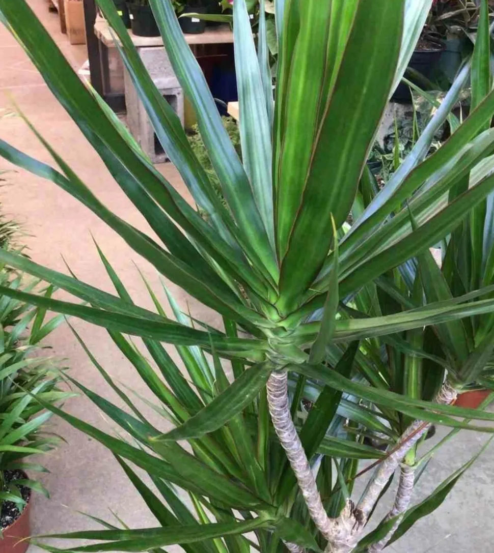 JARDINTROPIC - Dracaena marginata 'vert' (dragonnier) pot de 25l- 125/150cm