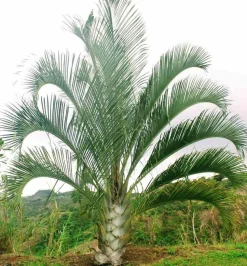 JARDINTROPIC - Dypsis decaryi (palmier trièdre) pot de 40 litres - 140/160 cm