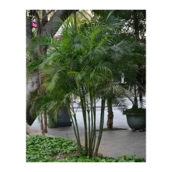 JARDINTROPIC - Dypsis lutescens (palmier multipliant) pot de 80l - 250/275 cm
