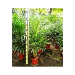 JARDINTROPIC - Dypsis lutescens (palmier multipliant) pot de 80l - 250/275 cm
