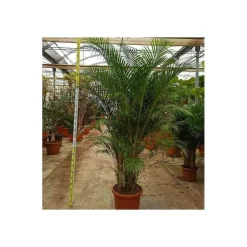 JARDINTROPIC - Dypsis lutescens (multipliant palmier) spécimen pot de 45l - 200/225cm