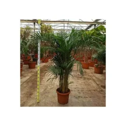 JARDINTROPIC - Dypsis lutescens (multipliant palmier) spécimen pot de 45l - 200/225cm