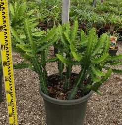 JARDINTROPIC - Euphorbia lactea pot de 7 litres ? 80/100 cm