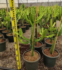 JARDINTROPIC - Euphorbia lactea pot de 80l - 150/175cm