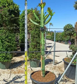 JARDINTROPIC - Euphorbia lactea pot de 80l - 150/175cm