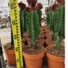 JARDINTROPIC - Euphorbia lactea 'cristata' pot de 3 litres - 50/60 cm