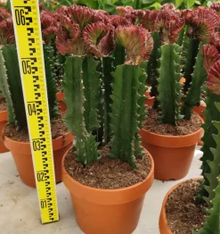 JARDINTROPIC - Euphorbia lactea 'cristata' pot de 3 litres - 50/60 cm