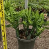 JARDINTROPIC - Euphorbia lactea pot de 25l - 80/100cm