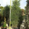 JARDINTROPIC - Euphorbia tirucalli (cactus crayon) pot de 250l 200/250cm