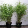 JARDINTROPIC - Fargesia angustissima (bambou non traçant) pot 5 litres - 30/50cm - 6/9 cannes