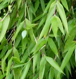 JARDINTROPIC - Fargesia denudata 'xian 2' (bambou non traçant) pot 10 litres - 100/150cm - 5/7 cannes