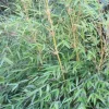 JARDINTROPIC - Fargesia denudata 'xian 2' (bambou non traçant) pot 10 litres - 80/100cm - 5/7 cannes