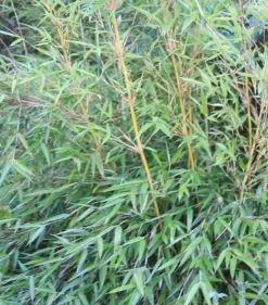 JARDINTROPIC - Fargesia denudata 'xian 2' (bambou non traçant) pot 10 litres - 80/100cm - 5/7 cannes