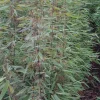 JARDINTROPIC - Fargesia "jiuzhaigou 8" (bambou non traçant) pot 5 litres - 50/80cm - 5/7 cannes