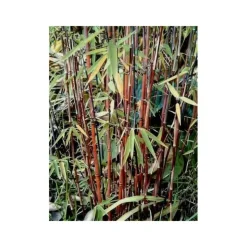 JARDINTROPIC - Fargesia "jiuzhaigou 1" (bambou non traçant) pot 7,5 litres - 80/100cm - 6/9 cannes