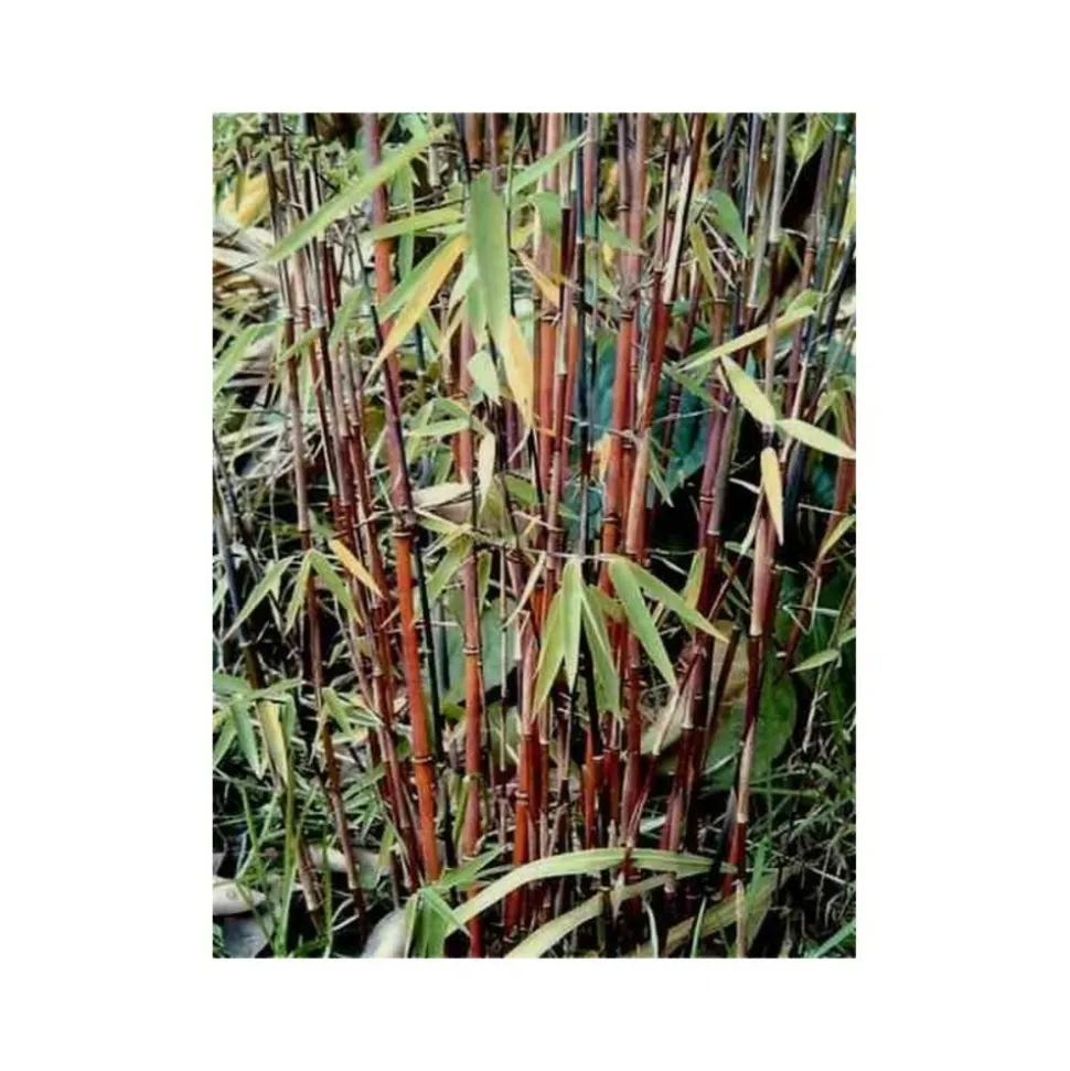 JARDINTROPIC - Fargesia "jiuzhaigou 1" (bambou non traçant) pot 7,5 litres - 80/100cm - 6/9 cannes