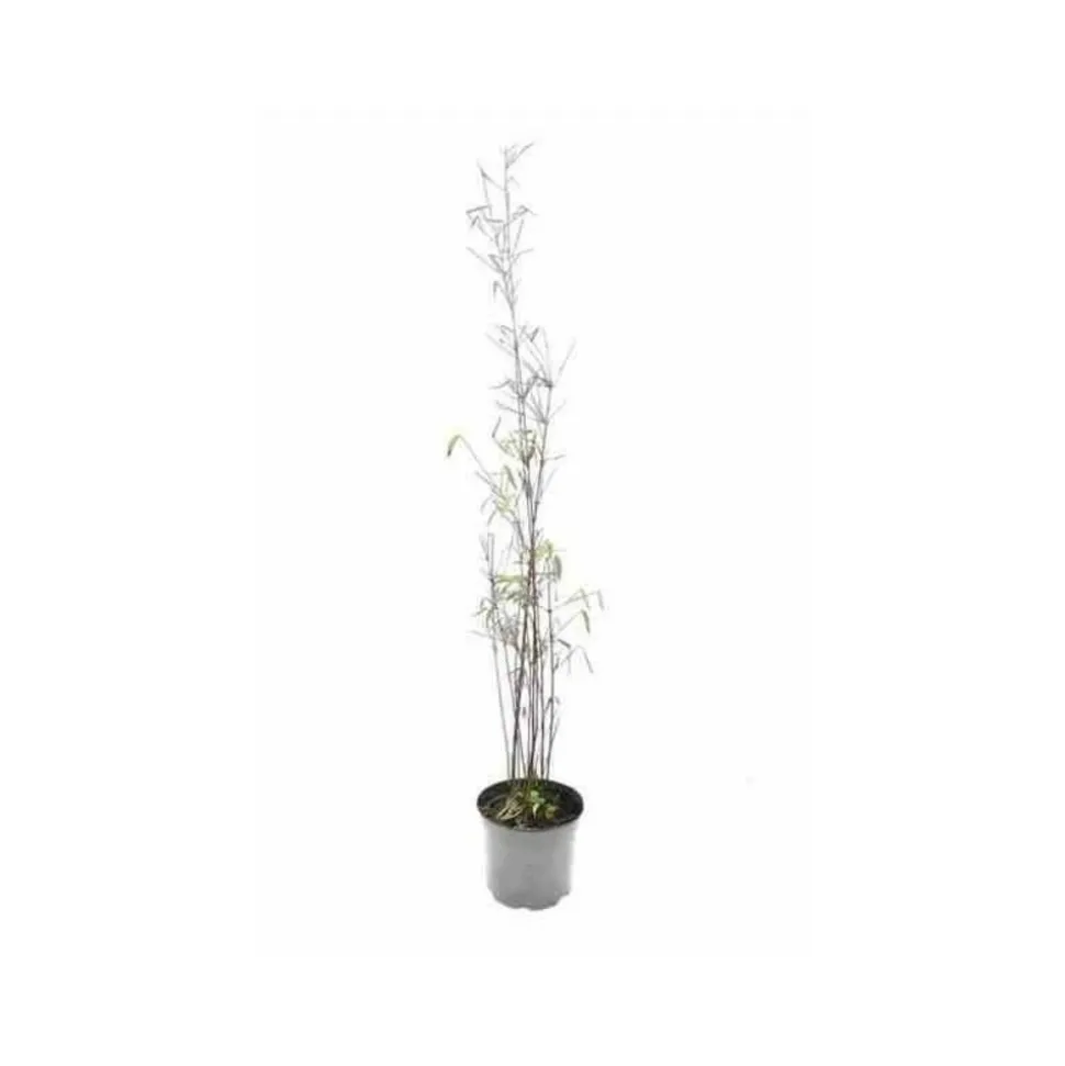 JARDINTROPIC - Fargesia "jiuzhaigou 1" (bambou non traçant) pot 7,5 litres - 80/100cm - 6/9 cannes