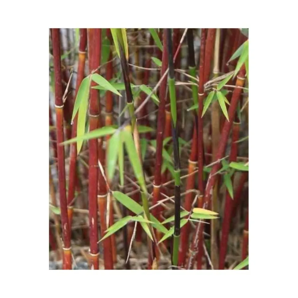 JARDINTROPIC - Fargesia "jiuzhaigou 1" (bambou non traçant) pot 7,5 litres - 80/100cm - 6/9 cannes