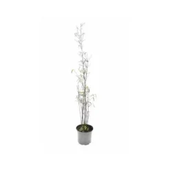 JARDINTROPIC - Fargesia "jiuzhaigou 1" (bambou non traçant) pot 5 litres - 80/120cm - 6/9 cannes