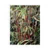 JARDINTROPIC - Fargesia "jiuzhaigou 1" (bambou non traçant) pot 15 litres - 130/150cm - 8/12 cannes