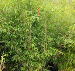 JARDINTROPIC - Fargesia nitida "winterjoy" (nitida x murielae) (bambou non traçant) pot 15 litres - 125/150cm - 8/12 cannes