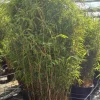 JARDINTROPIC - Fargesia nitida "volcan" (nitida gansu x nitida) (bambou non traçant) pot 30 litres - 125/150cm