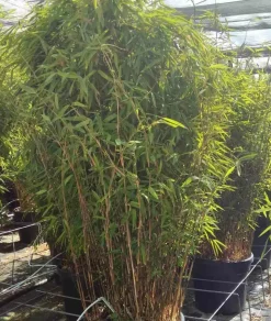 JARDINTROPIC - Fargesia nitida "volcan" (nitida gansu x nitida) (bambou non traçant) pot 30 litres - 125/150cm