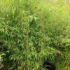 JARDINTROPIC - Fargesia nitida "winterjoy" (nitida x murielae) (bambou non traçant) pot 5 litres - 70/90cm - 5/8 cannes
