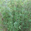 JARDINTROPIC - Fargesia nitida "gansu" (bambou non traçant) pot 2 litres - 40/50cm - 4/7 cannes