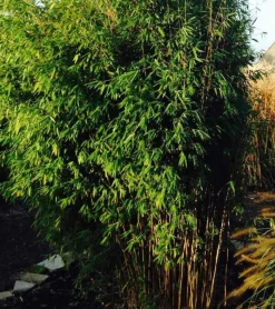 JARDINTROPIC - Fargesia obélisque (murielae x nitida) (bambou non traçant) pot 45 litres - 200/225cm - 14/24 cannes