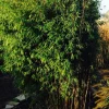 JARDINTROPIC - Fargesia obélisque (murielae x nitida) (bambou non traçant) pot 5 litres - 50/80cm - 5/7 cannes