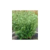 JARDINTROPIC - Fargesia robusta "campbell" (bambou non traçant) pot 15 litres - 125/150cm - 8/12 cannes