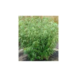 JARDINTROPIC - Fargesia robusta "campbell" (bambou non traçant) pot 15 litres - 125/150cm - 8/12 cannes