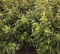 JARDINTROPIC - Fargesia robusta ?pingwu? (bambou non traçant) pot 5 litres - 50/75cm - 6/10 cannes